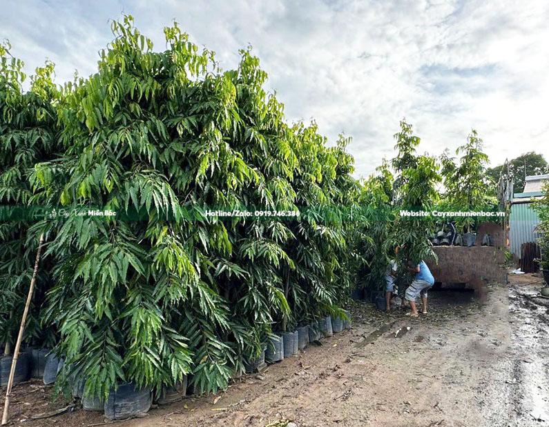 cây hoàng nam cây tùng ấn độ